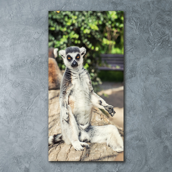 Staand foto plexiglas Lemur