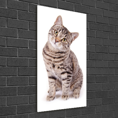 Staand plexiglas foto Kat