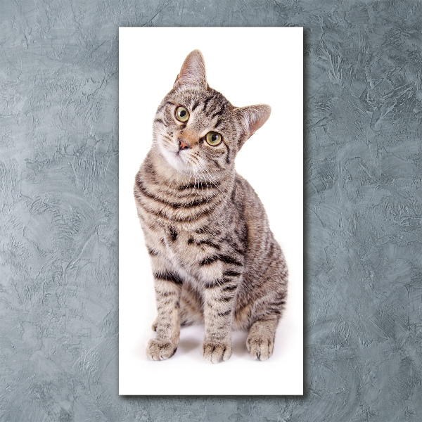 Staand plexiglas foto Kat