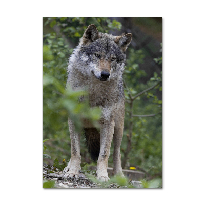 Staand foto plexiglas Wolf in het bos