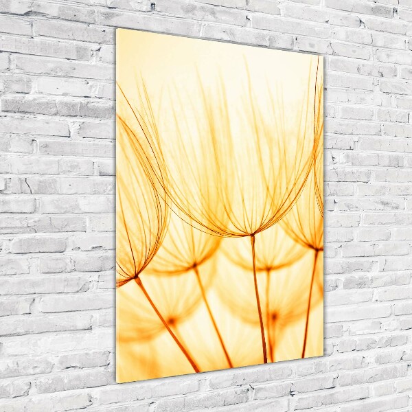 Staand foto op plexiglas Paardenbloemzaden