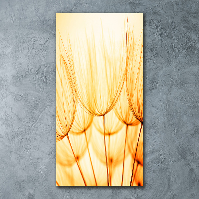 Staand foto op plexiglas Paardenbloemzaden