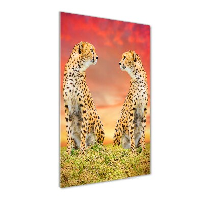 Staand foto op plexiglas Twee cheetahs