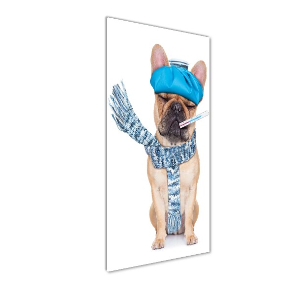 Staand plexiglas foto Zieke hond