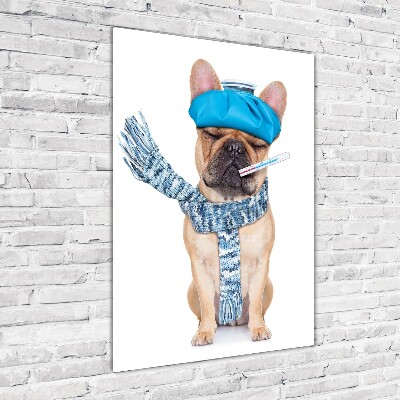 Staand plexiglas foto Zieke hond