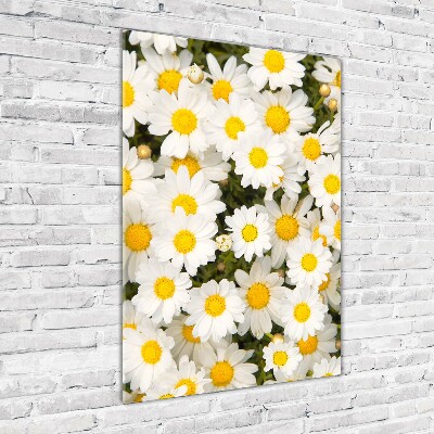 Staand foto op plexiglas Madeliefjes