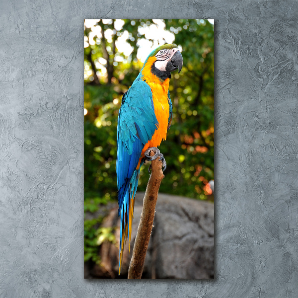 Staand foto plexiglas Ara Papegaai