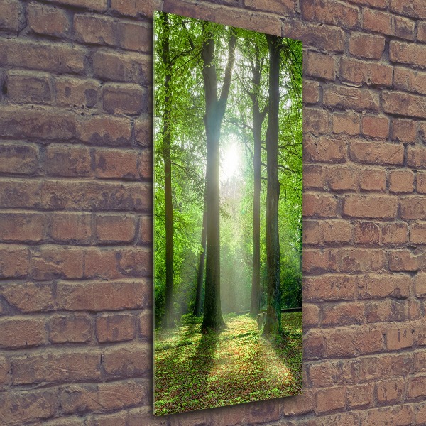 Staand foto plexiglas De zon in het bos