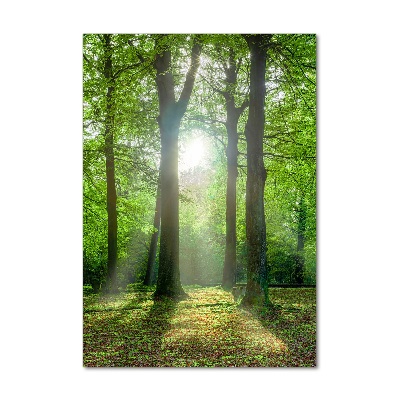 Staand foto plexiglas De zon in het bos