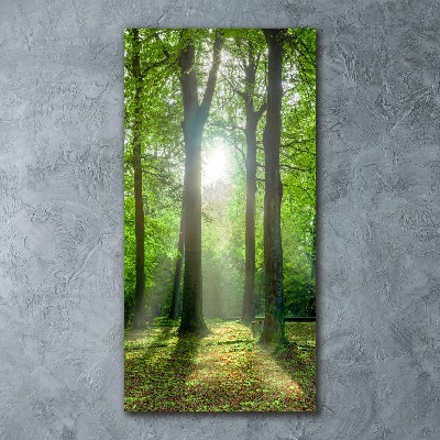 Staand foto plexiglas De zon in het bos