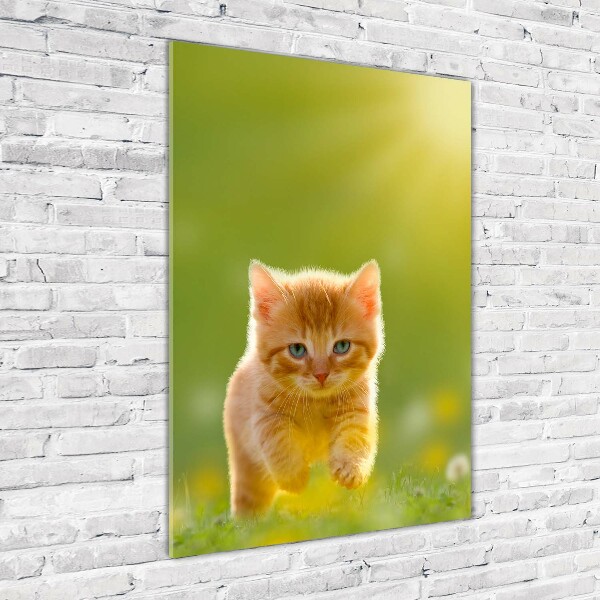 Staand foto op plexiglas Gemberkat