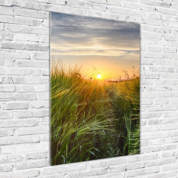 Staand plexiglas foto Tarweveld