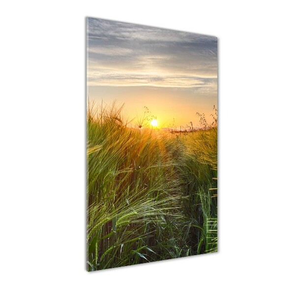 Staand plexiglas foto Tarweveld