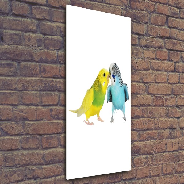 Staand foto plexiglas Parkieten