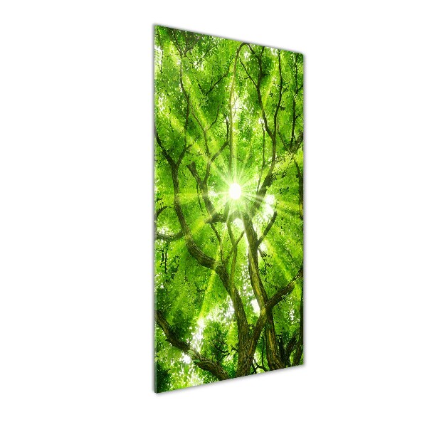 Staand foto op plexiglas Boomkroon