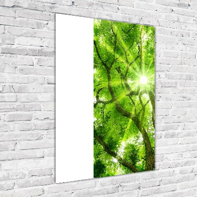 Staand foto op plexiglas Boomkroon