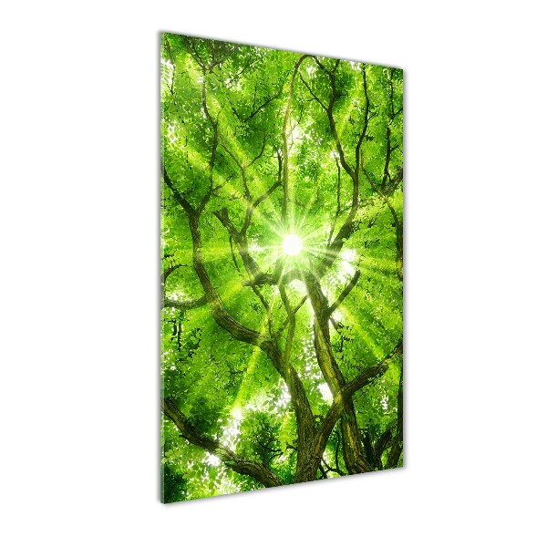 Staand foto op plexiglas Boomkroon