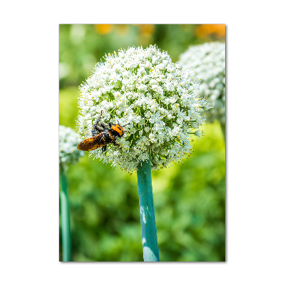 Staand plexiglas foto Knoflookbloemen
