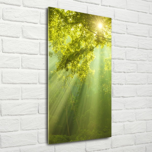 Staand foto in plexiglas De zon in het bos