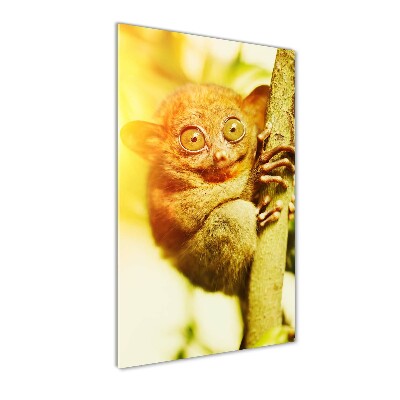 Staand foto op plexiglas Spooktarsier