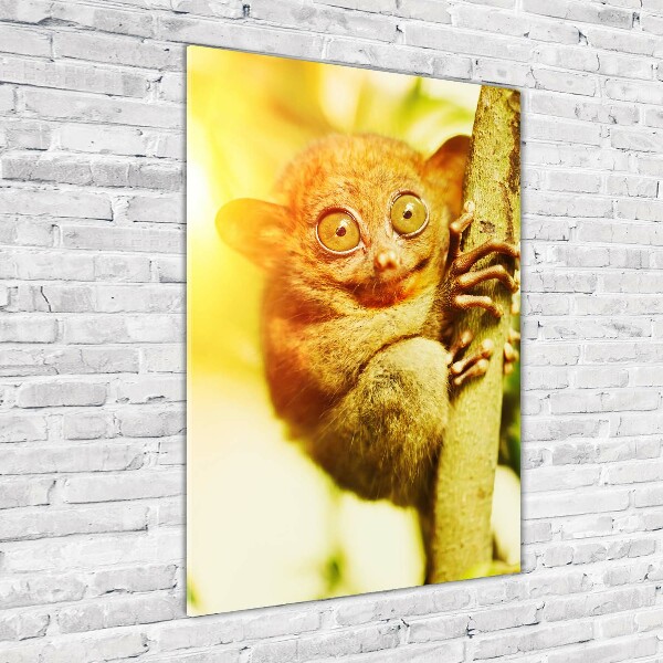 Staand foto op plexiglas Spooktarsier