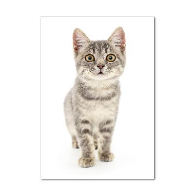 Staand plexiglas foto Grijze kat