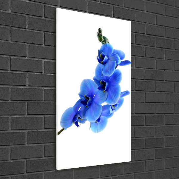 Staand foto in plexiglas Blauwe orchidee