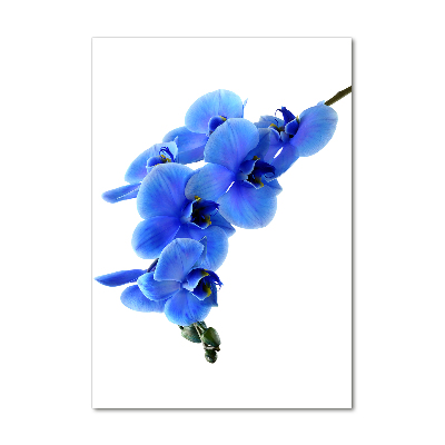 Staand foto in plexiglas Blauwe orchidee