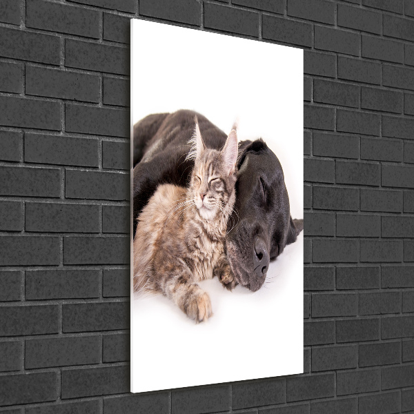 Staand foto in plexiglas Hond en kat