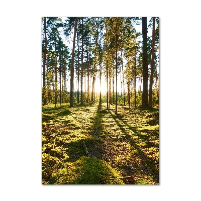 Staand foto op plexiglas Dennenbos