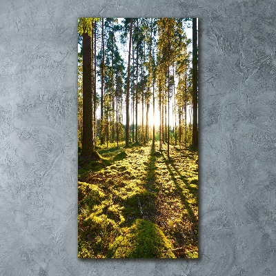 Staand foto op plexiglas Dennenbos