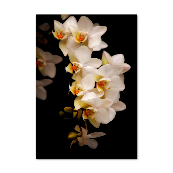 Staand foto op plexiglas Orchidee