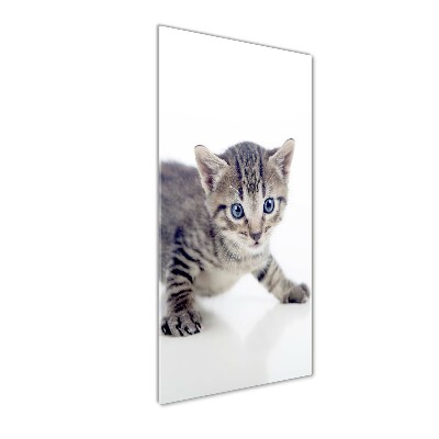 Staand foto op plexiglas Kleine kat