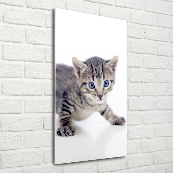 Staand foto op plexiglas Kleine kat