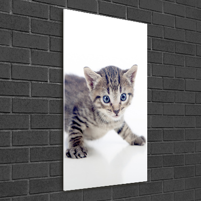 Staand foto op plexiglas Kleine kat