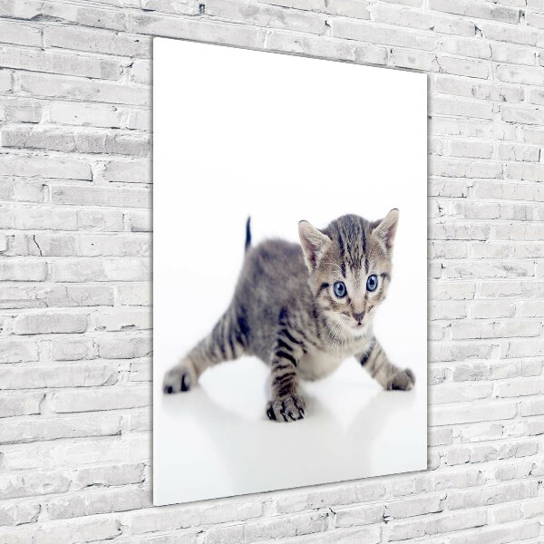 Staand foto op plexiglas Kleine kat