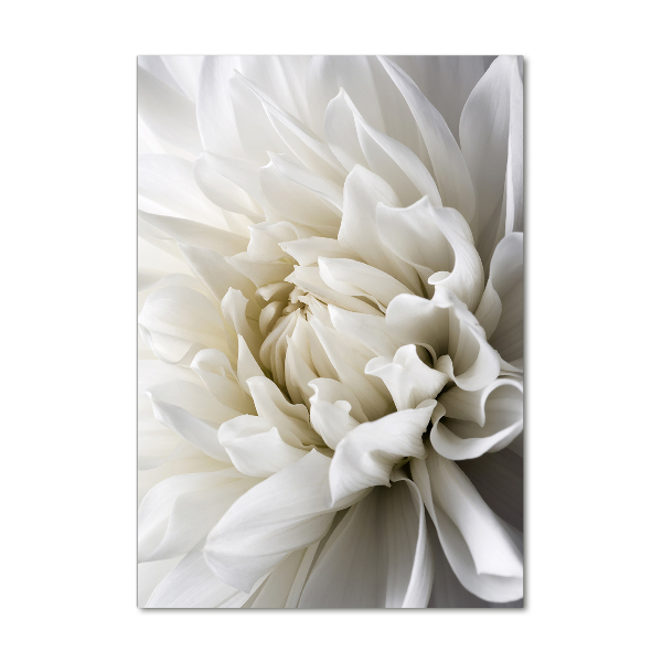 Staand foto plexiglas Witte dahlia