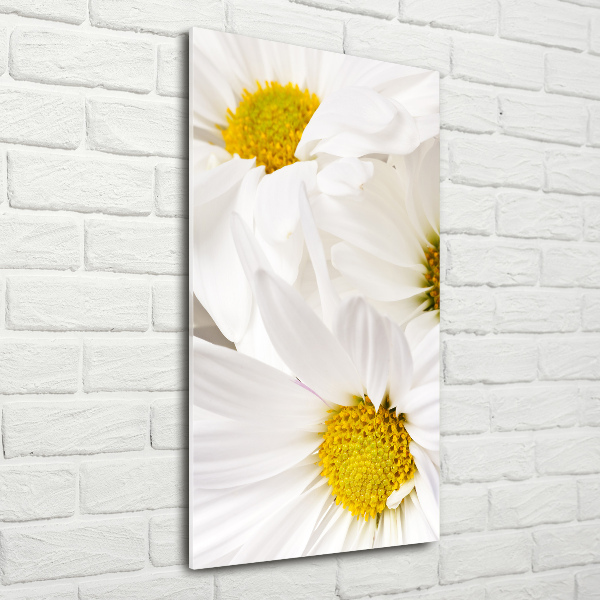 Staand foto in plexiglas Madeliefjes