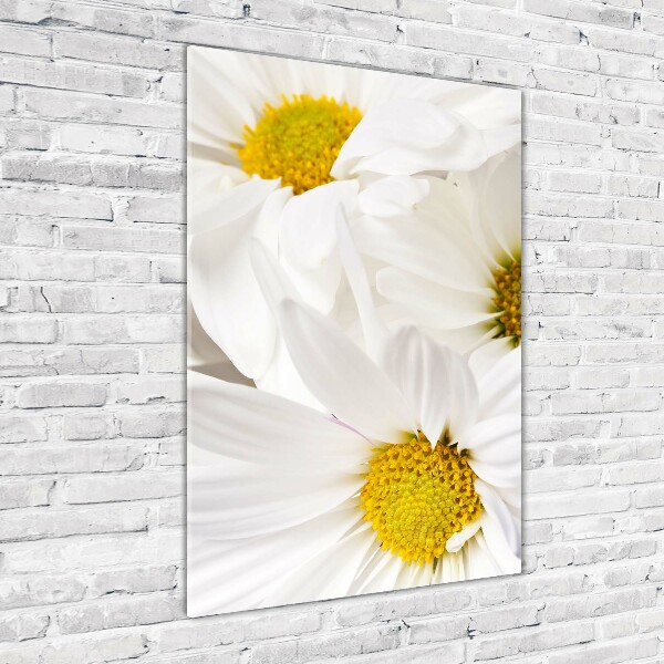 Staand foto in plexiglas Madeliefjes