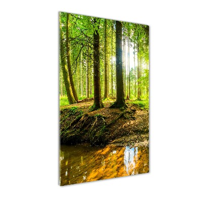 Staand foto op plexiglas Een beekje in het bos