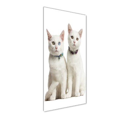 Staand foto op plexiglas Twee witte katten
