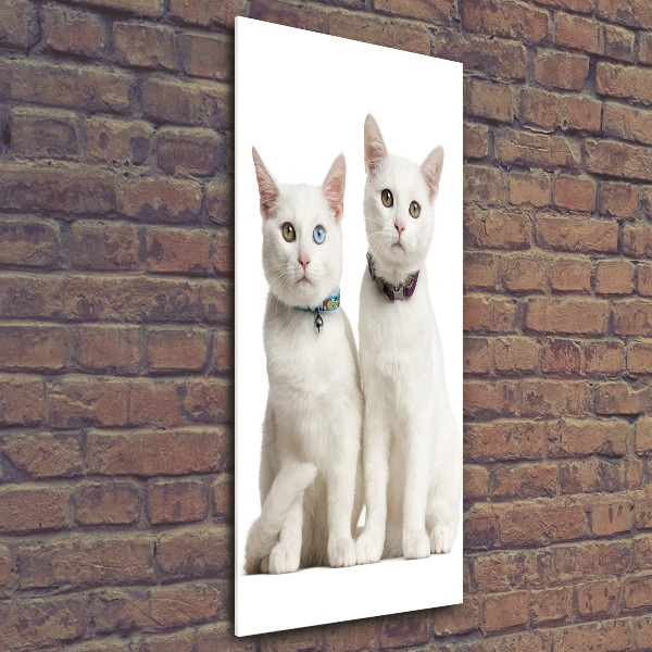 Staand foto op plexiglas Twee witte katten