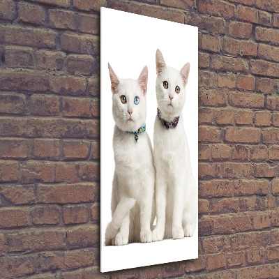 Staand foto op plexiglas Twee witte katten