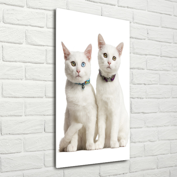 Staand foto op plexiglas Twee witte katten