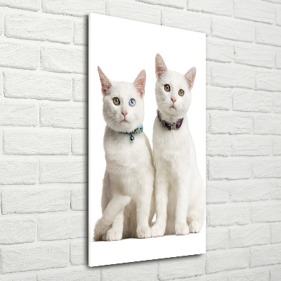 Staand foto op plexiglas Twee witte katten