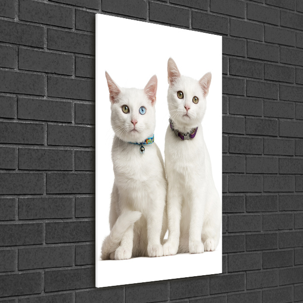 Staand foto op plexiglas Twee witte katten
