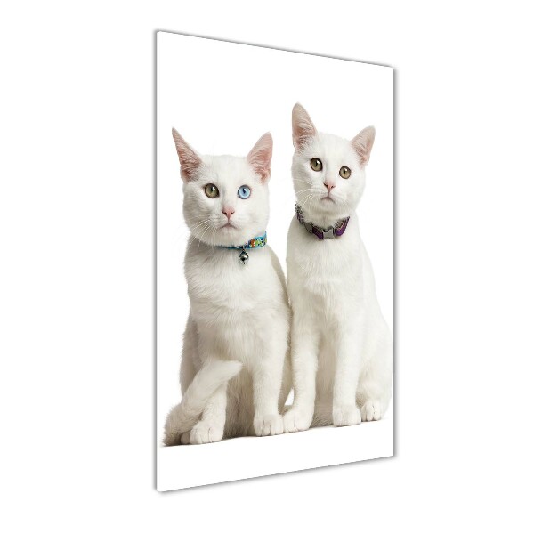 Staand foto op plexiglas Twee witte katten
