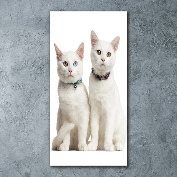 Staand foto op plexiglas Twee witte katten