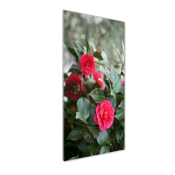 Staand foto plexiglas Camelia