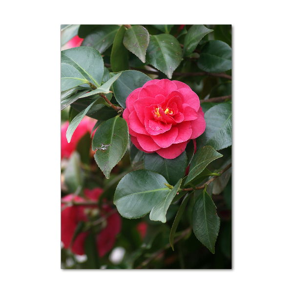 Staand foto plexiglas Camelia